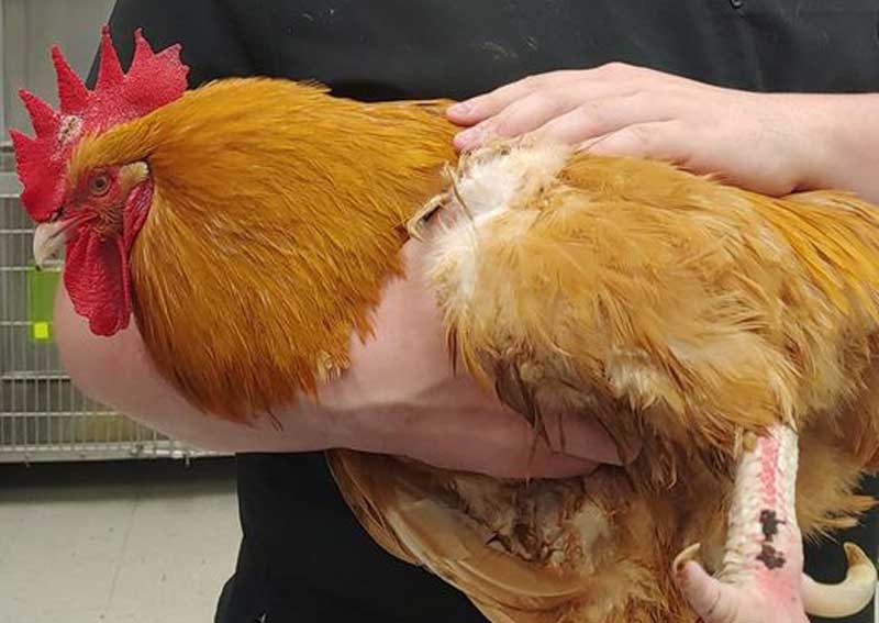 Carousel Slide 3: Farm animal care