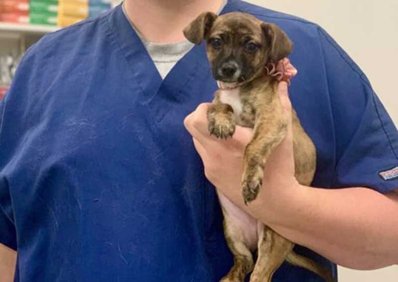 Carousel Slide 2: Dog veterinarians for all life stages!