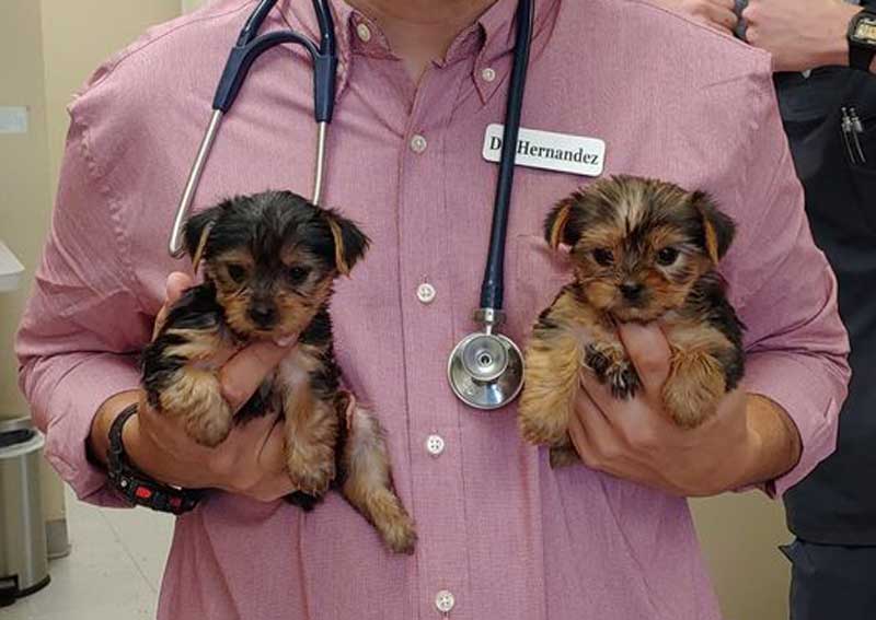 Carousel Slide 4: Spay and neuter services